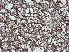 ATG3 Antibody - IHC of paraffin-embedded Human Kidney tissue using anti-ATG3 mouse monoclonal antibody. (Heat-induced epitope retrieval by 10mM citric buffer, pH6.0, 100C for 10min).