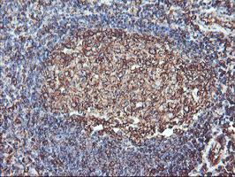 ATG3 Antibody - IHC of paraffin-embedded Human tonsil using anti-ATG3 mouse monoclonal antibody. (Heat-induced epitope retrieval by 10mM citric buffer, pH6.0, 100C for 10min).