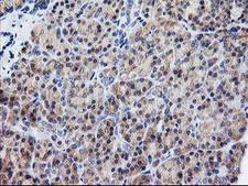 ATG3 Antibody - IHC of paraffin-embedded Human pancreas tissue using anti-ATG3 mouse monoclonal antibody.