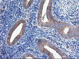ATG3 Antibody - IHC of paraffin-embedded Human endometrium tissue using anti-ATG3 mouse monoclonal antibody.
