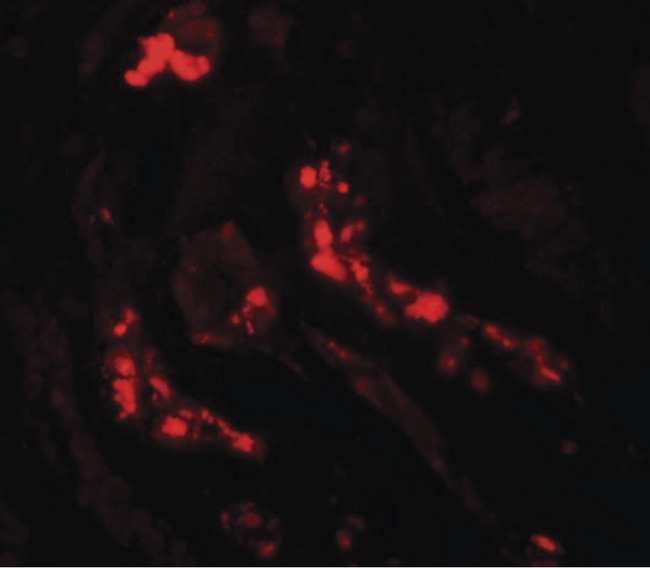 ATG3 Antibody - Immunofluorescence of ATG3 in human kidney with ATG3 antibody at 20 ug/ml.
