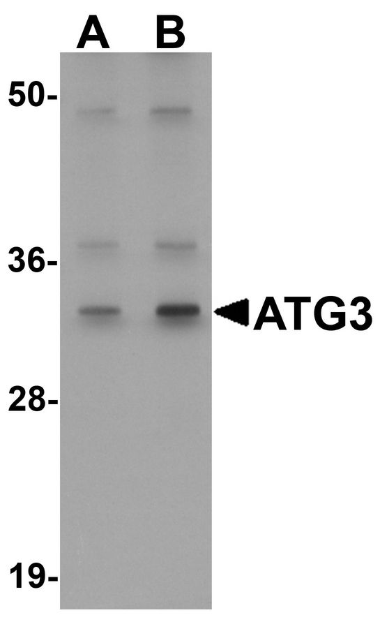 ATG3 Antibody - Western blot analysis of ATG3 in Mouse kidney tissue Lysate with ATG3 antibody at (A) 1 and (B) 2 ug/ml.