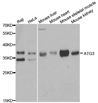 ATG3 Antibody - Western blot analysis of extracts of various cell lines.