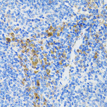 ATG3 Antibody - Immunohistochemistry of paraffin-embedded mouse spleen tissue.
