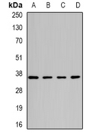 ATG3 Antibody - Western blot analysis of ATG3 expression in Raji (A); HeLa (B); mouse liver (C); mouse heart (D) whole cell lysates.