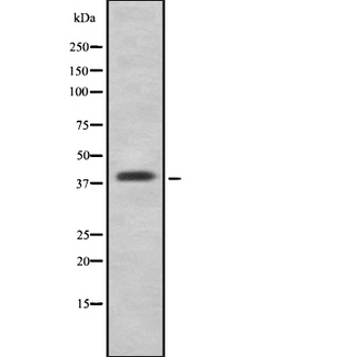 ATG3 Antibody - Western blot analysis of ATG3 using LOVO cells whole cells lysates