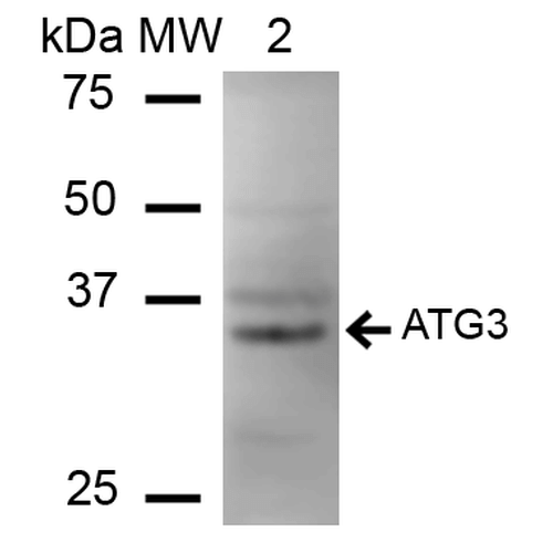 ATG3 Antibody - Western blot analysis of Human Cervical cancer cell line (HeLa) lysate showing detection of ~35.9 kDa ATG3 protein using Rabbit Anti-ATG3 Polyclonal Antibody. Lane 1: Molecular Weight Ladder (MW). Lane 2: HeLa cell lysates. Load: 15 µg. Block: 5% Skim Milk in 1X TBST. Primary Antibody: Rabbit Anti-ATG3 Polyclonal Antibody  at 1:1000 for 60 min at RT. Secondary Antibody: Goat Anti-Rabbit IgG: HRP at 1:2000 for 60 min at RT. Color Development: ECL solution for 6 min in RT. Predicted/Observed Size: ~35.9 kDa.