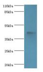 ATG4A Antibody - Western blot. All lanes: ATG4A antibody at 2 ug/ml+mouse brain tissue. Secondary antibody: Goat polyclonal to rabbit at 1:10000 dilution. Predicted band size: 45 kDa. Observed band size: 45 kDa.  This image was taken for the unconjugated form of this product. Other forms have not been tested.