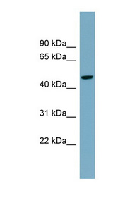 ATG4A Antibody - ATG4A antibody Western blot of Fetal Spleen lysate. This image was taken for the unconjugated form of this product. Other forms have not been tested.