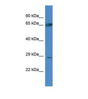 ATG4A Antibody - Western blot of Human A549. ATG4A antibody dilution 1.0 ug/ml.  This image was taken for the unconjugated form of this product. Other forms have not been tested.