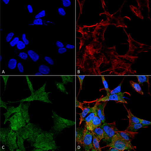 ATG4A Antibody - Immunocytochemistry/Immunofluorescence analysis using Rabbit Anti-ATG4A Polyclonal Antibody. Tissue: Neuroblastoma cell line (SK-N-BE). Species: Human. Fixation: 4% Formaldehyde for 15 min at RT. Primary Antibody: Rabbit Anti-ATG4A Polyclonal Antibody  at 1:100 for 60 min at RT. Secondary Antibody: Goat Anti-Rabbit ATTO 488 at 1:200 for 60 min at RT. Counterstain: Phalloidin Texas Red F-Actin stain; DAPI (blue) nuclear stain at 1:1000, 1:5000 for 60 min at RT, 5 min at RT. Localization: Cytoplasm. Magnification: 60X. (A) DAPI (blue) nuclear stain (B) Phalloidin Texas Red F-Actin stain (C) ATG4A Antibody (D) Composite.