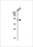 ATG4A Antibody - Western blot of lysate from K562 cell line, using ATG4A antibody diluted at 1:500. A goat anti-rabbit IgG H&L (HRP) at 1:10000 dilution was used as the secondary antibody. Lysate at 20 ug.