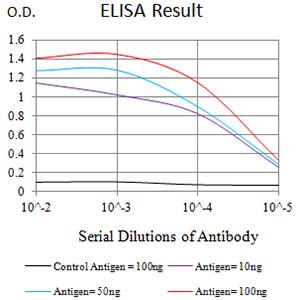 ATG4A Antibody - Black line: Control Antigen (100 ng);Purple line: Antigen (10ng); Blue line: Antigen (50 ng); Red line:Antigen (100 ng)