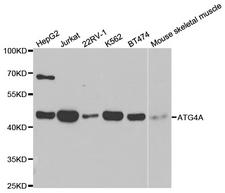ATG4A Antibody - Western blot analysis of extracts of various cell lines.