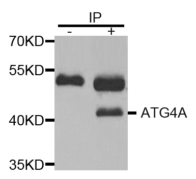 ATG4A Antibody - Immunoprecipitation analysis of extracts of K562 cells.