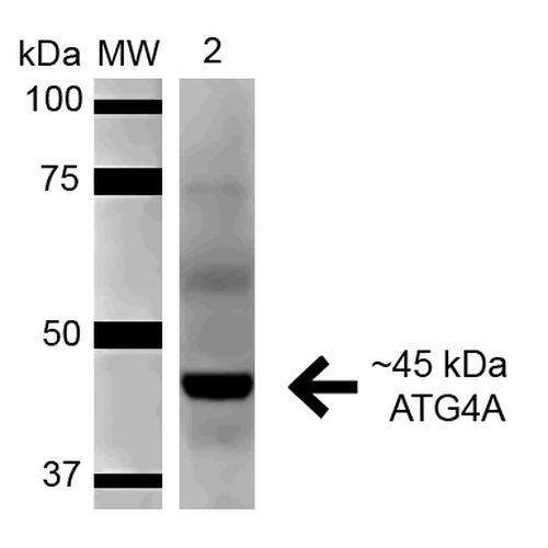ATG4A Antibody - Western blot analysis of Rat Pancreas cell lysates showing detection of 45.3 kDa ATG4A protein using Rabbit Anti-ATG4A Polyclonal Antibody. Lane 1: Molecular Weight Ladder (MW). Lane 2: Rat Pancreas cell lysates. Load: 15 µg. Block: 5% Skim Milk in 1X TBST. Primary Antibody: Rabbit Anti-ATG4A Polyclonal Antibody  at 1:1000 for 1 hour at RT. Secondary Antibody: Goat Anti-Rabbit HRP at 1:2000 for 60 min at RT. Color Development: ECL solution for 6 min in RT. Predicted/Observed Size: 45.3 kDa. Other Band(s): ~55-60 kDa.