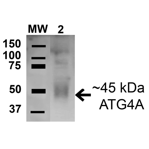 ATG4A Antibody - Western blot analysis of Human Cervical cancer cell line (HeLa) lysate showing detection of 45.3 kda ATG4A protein using Rabbit Anti-ATG4A Polyclonal Antibody. Lane 1: Molecular Weight Ladder (MW). Lane 2: Human HeLa cell lysates. Load: 15 µg. Block: 5% Skim Milk in 1X TBST. Primary Antibody: Rabbit Anti-ATG4A Polyclonal Antibody  at 1:1000 for 1 hour at RT. Secondary Antibody: Goat Anti-Rabbit HRP at 1:2000 for 60 min at RT. Color Development: ECL solution for 6 min in RT. Predicted/Observed Size: 45.3 kda.