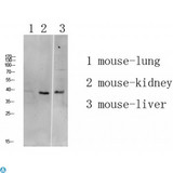 ATG4A Antibody - Western blot analysis of mouse-liver lysate, antibody was diluted at 1000. Secondary antibody was diluted at 1:20000.