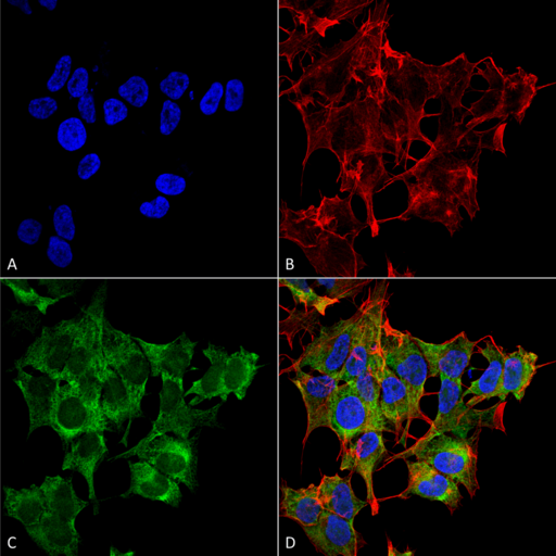 ATG4A Antibody - Immunocytochemistry/Immunofluorescence analysis using Rabbit Anti-ATG4A Polyclonal Antibody. Tissue: Neuroblastoma cell line (SK-N-BE). Species: Human. Fixation: 4% Formaldehyde for 15 min at RT. Primary Antibody: Rabbit Anti-ATG4A Polyclonal Antibody  at 1:100 for 60 min at RT. Secondary Antibody: Goat Anti-Rabbit ATTO 488 at 1:200 for 60 min at RT. Counterstain: Phalloidin Texas Red F-Actin stain; DAPI (blue) nuclear stain at 1:1000, 1:5000 for 60 min at RT, 5 min at RT. Localization: Cytoplasm. Magnification: 60X. (A) DAPI (blue) nuclear stain (B) Phalloidin Texas Red F-Actin stain (C) ATG4A Antibody (D) Composite.