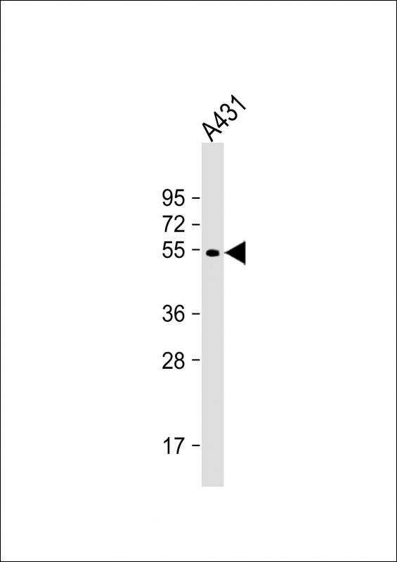 ATG4D Antibody - Anti APG4D (S341) Antibody at 1:1000 dilution + A431 whole cell lysate Lysates/proteins at 20 µg per lane. Secondary Goat Anti-Rabbit IgG, (H+L), Peroxidase conjugated at 1/10000 dilution. Predicted band size: 53 kDa Blocking/Dilution buffer: 5% NFDM/TBST.
