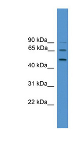 ATG4D Antibody - ATG4D antibody Western blot of HCT15 cell lysate. This image was taken for the unconjugated form of this product. Other forms have not been tested.