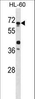 ATG4D Antibody - APG4D Antibody (L235) western blot of HL-60 cell line lysates (35 ug/lane). The APG4D antibody detected the APG4D protein (arrow).