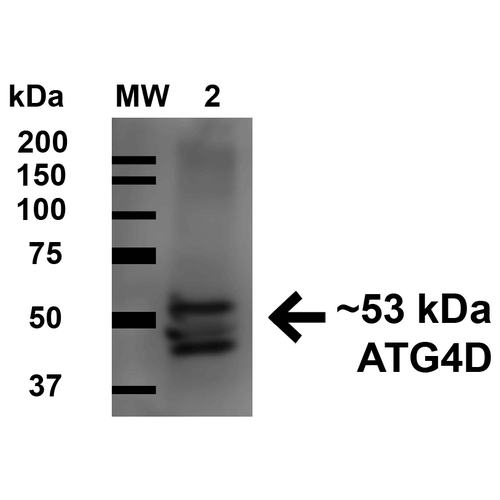ATG4D Antibody - Western blot analysis of Human Cervical cancer cell line (HeLa) lysate showing detection of 52.9 kDa ATG4D protein using Rabbit Anti-ATG4D Polyclonal Antibody. Lane 1: Molecular Weight Ladder (MW). Lane 2: Human HeLa cell lysates. Load: 15 µg. Block: 5% Skim Milk in 1X TBST. Primary Antibody: Rabbit Anti-ATG4D Polyclonal Antibody  at 1:1000 for 1 hour at RT. Secondary Antibody: Goat Anti-Rabbit HRP at 1:2000 for 60 min at RT. Color Development: ECL solution for 6 min in RT. Predicted/Observed Size: 52.9 kDa. Other Band(s): ~45 and 48 kDa.