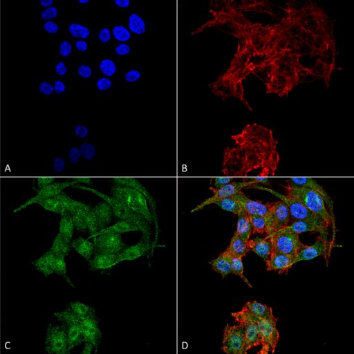 ATG4D Antibody - Immunocytochemistry/Immunofluorescence analysis using Rabbit Anti-ATG4D Polyclonal Antibody. Tissue: Colon carcinoma cell line (RKO). Species: Human. Fixation: 4% Formaldehyde for 15 min at RT. Primary Antibody: Rabbit Anti-ATG4D Polyclonal Antibody  at 1:100 for 60 min at RT. Secondary Antibody: Goat Anti-Rabbit ATTO 488 at 1:100 for 60 min at RT. Counterstain: Phalloidin Texas Red F-Actin stain; DAPI (blue) nuclear stain at 1:1000, 1:5000 for 60 min at RT, 5 min at RT. Localization: Cytoplasm. Magnification: 60X. (A) DAPI nuclear stain. (B) Phalloidin Texas Red F-Actin stain. (C) ATG4D Antibody. (D) Composite.