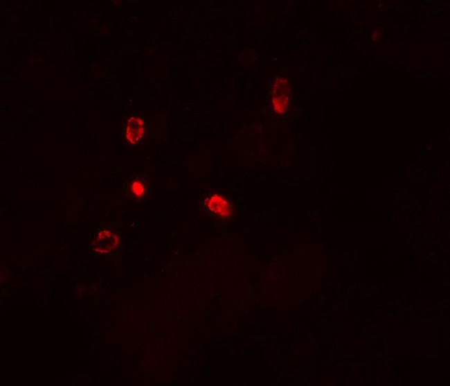 ATG4D Antibody - Immunofluorescence of ATG4D in human testis tissue with ATG4D antibody at 20 ug/ml.