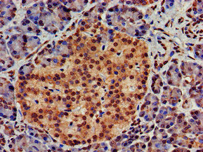 ATG4D Antibody - IHC image of ATG4D Antibody diluted at 1:700 and staining in paraffin-embedded human pancreatic tissue performed on a Leica BondTM system. After dewaxing and hydration, antigen retrieval was mediated by high pressure in a citrate buffer (pH 6.0). Section was blocked with 10% normal goat serum 30min at RT. Then primary antibody (1% BSA) was incubated at 4°C overnight. The primary is detected by a biotinylated secondary antibody and visualized using an HRP conjugated SP system.