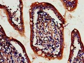 ATG4D Antibody - IHC image of ATG4D Antibody diluted at 1:700 and staining in paraffin-embedded human small intestine tissue performed on a Leica BondTM system. After dewaxing and hydration, antigen retrieval was mediated by high pressure in a citrate buffer (pH 6.0). Section was blocked with 10% normal goat serum 30min at RT. Then primary antibody (1% BSA) was incubated at 4°C overnight. The primary is detected by a biotinylated secondary antibody and visualized using an HRP conjugated SP system.