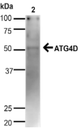 ATG4D Antibody - Detection of Atg4D in 20ug HeLa cell lysate.