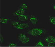 ATG4D Antibody - Detection of Atg4D in formaldehyde-fixed C2C12 cells.