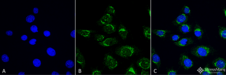 ATG4D Antibody - Immunocytochemistry/Immunofluorescence analysis using Rabbit Anti-ATG4D Polyclonal Antibody. Tissue: Myoblast cell line (C2C12). Species: Mouse. Fixation: 4% Formaldehyde for 15 min at RT. Primary Antibody: Rabbit Anti-ATG4D Polyclonal Antibody  at 1:100 for 60 min at RT. Secondary Antibody: Goat Anti-Rabbit ATTO 488 at 1:100 for 60 min at RT. Counterstain: DAPI (blue) nuclear stain at 1:5000 for 5 min RT. Localization: Cytoplasm. Magnification: 60X. (A) DAPI (blue) nuclear stain (B) Phalloidin Texas Red F-Actin stain (C) ATG4D Antibody (D) Composite.