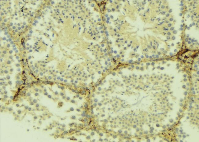 ATG4D Antibody - 1:100 staining mouse testis tissue by IHC-P. The sample was formaldehyde fixed and a heat mediated antigen retrieval step in citrate buffer was performed. The sample was then blocked and incubated with the antibody for 1.5 hours at 22°C. An HRP conjugated goat anti-rabbit antibody was used as the secondary.