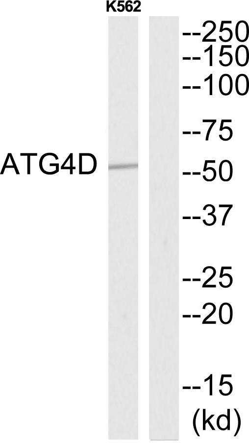ATG4D Antibody - Western blot analysis of extracts from K562 cells, using ATG4D antibody.