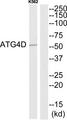 ATG4D Antibody - Western blot analysis of extracts from K562 cells, using ATG4D antibody.