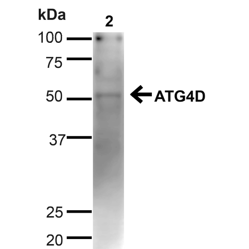 ATG4D Antibody - Western blot analysis of Human Cervical cancer cell line (HeLa) lysate showing detection of ~52.9kDa ATG4D protein using Rabbit Anti-ATG4D Polyclonal Antibody. Lane 1: MW Ladder. Lane 2: Human HeLa (20 µg). Load: 20 µg. Block: 5% milk + TBST for 1 hour at RT. Primary Antibody: Rabbit Anti-ATG4D Polyclonal Antibody  at 1:1000 for 1 hour at RT. Secondary Antibody: Goat Anti-Rabbit: HRP at 1:2000 for 1 hour at RT. Color Development: TMB solution for 12 min at RT. Predicted/Observed Size: ~52.9kDa.