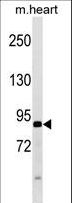 ATG9A Antibody - APG9L1 Antibody (W267) western blot of mouse heart tissue lysates (35 ug/lane). The APG9L1 antibody detected the APG9L1 protein (arrow).