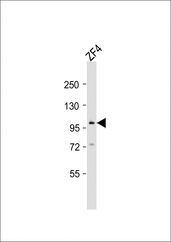 ATG9A Antibody - Anti-atg9a Antibody (C-Term)at 1:2000 dilution + ZF4 whole cell lysates Lysates/proteins at 20 ug per lane. Secondary Goat Anti-Rabbit IgG, (H+L), Peroxidase conjugated at 1:10000 dilution. Predicted band size: 96 kDa. Blocking/Dilution buffer: 5% NFDM/TBST.