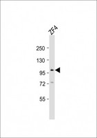 ATG9A Antibody - Anti-atg9a Antibody (C-Term)at 1:2000 dilution + ZF4 whole cell lysates Lysates/proteins at 20 ug per lane. Secondary Goat Anti-Rabbit IgG, (H+L), Peroxidase conjugated at 1:10000 dilution. Predicted band size: 96 kDa. Blocking/Dilution buffer: 5% NFDM/TBST.