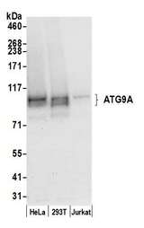 ATG9A Antibody - Detection of human ATG9A by western blot. Samples: Whole cell lysate (50 µg) from HeLa, HEK293T, and Jurkat cells prepared using NETN lysis buffer. Antibody: Affinity purified rabbit anti-ATG9A antibody used for WB at 0.1 µg/ml. Detection: Chemiluminescence with an exposure time of 10 seconds.
