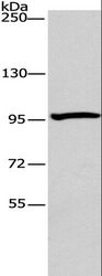 ATG9A Antibody - Western blot analysis of 293T cell, using ATG9A Polyclonal Antibody at dilution of 1:240.