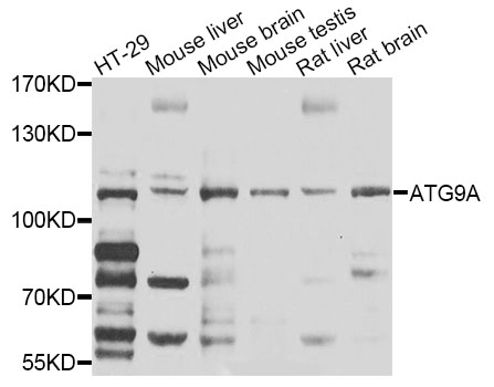 ATG9A Antibody - Western blot analysis of extracts of HT-29 cells.