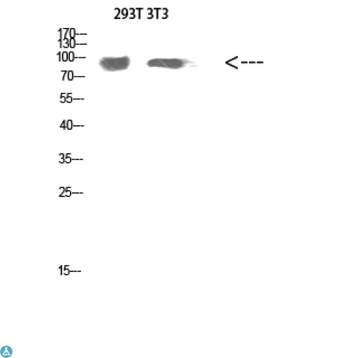 ATG9A Antibody - Western Blot (WB) analysis of 293T 3T3 cells using Atg9a Polyclonal Antibody diluted at 1:800.