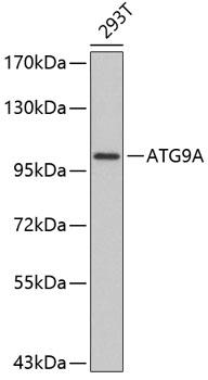 ATG9A Antibody - Western blot analysis of extracts of 293T cells using ATG9A Polyclonal Antibody.