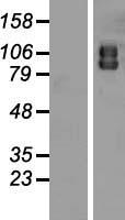 ATG9A Protein - Western validation with an anti-DDK antibody * L: Control HEK293 lysate R: Over-expression lysate