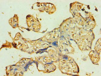 ATG9B Antibody - Immunohistochemistry of paraffin-embedded human placenta tissue using ATG9B Antibody at dilution of 1:100