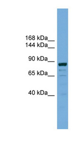 ATG9B Antibody - ATG9B / APG9L2 antibody Western blot of HeLa lysate. This image was taken for the unconjugated form of this product. Other forms have not been tested.