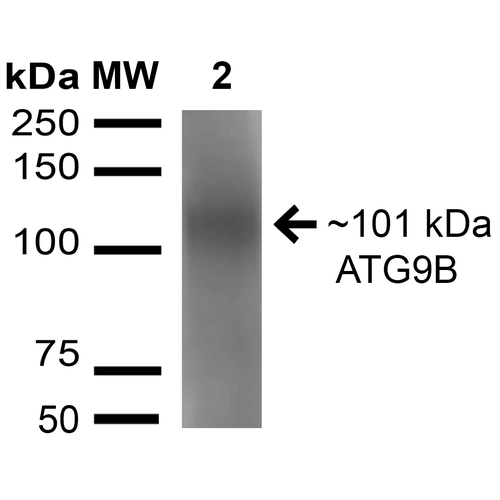 ATG9B Antibody - Western blot analysis of Rat Brain cell lysates showing detection of 101 kDa ATG9B protein using Rabbit Anti-ATG9B Polyclonal Antibody. Lane 1: Molecular Weight Ladder (MW). Lane 2: Rat Brain cell lysates. Load: 15 µg. Primary Antibody: Rabbit Anti-ATG9B Polyclonal Antibody  at 1:1000 for 16 hours at 4°C. Secondary Antibody: Goat Anti-Rabbit IgG: HRP at 1:2000 for 60 min at RT. Color Development: ECL solution for 6 min in RT. Predicted/Observed Size: 101 kDa.